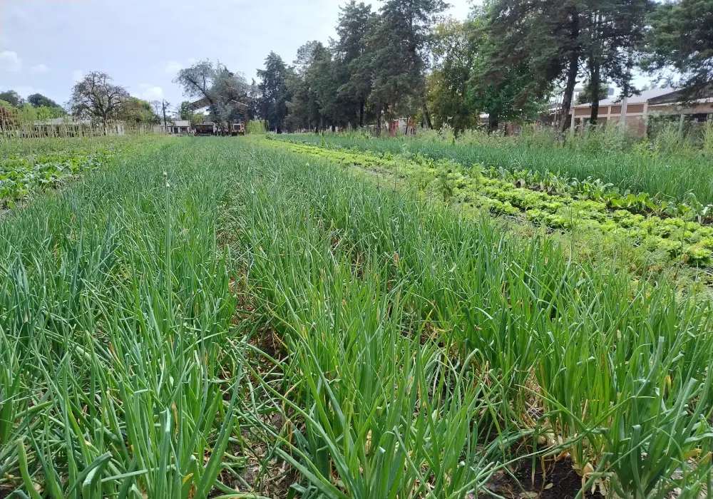 campo1